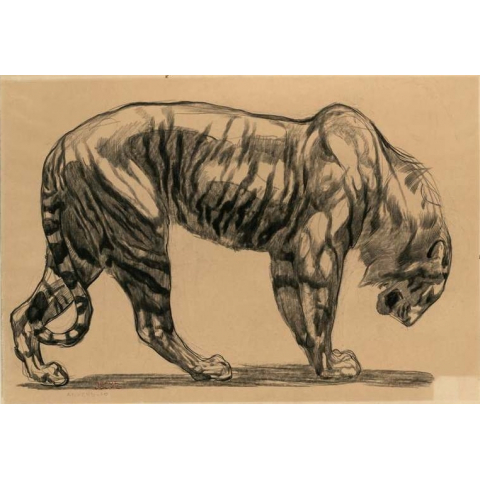 Tigre, 1910.